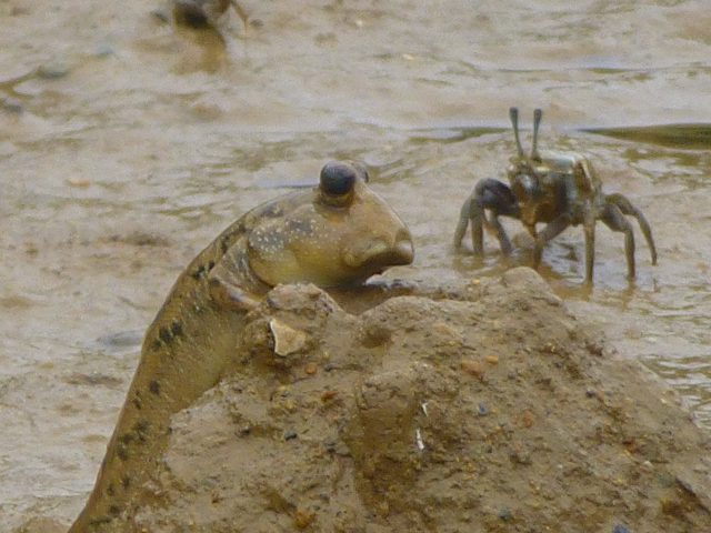 ミナミトビハゼ