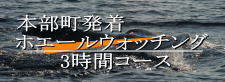 本部町発着ホエールウォッチング