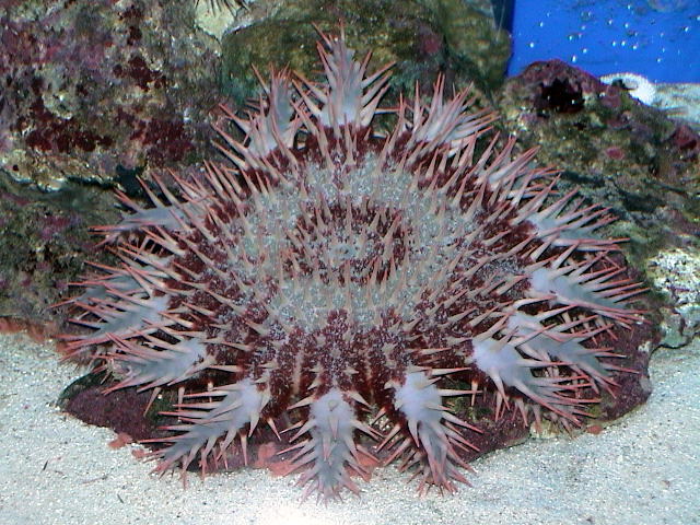 オニヒトデ 沖縄の海洋危険生物