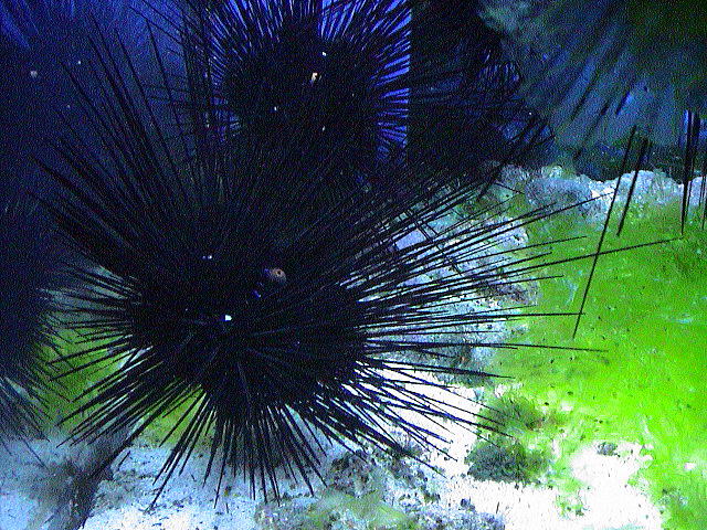 ガンガゼ 沖縄の海洋危険生物