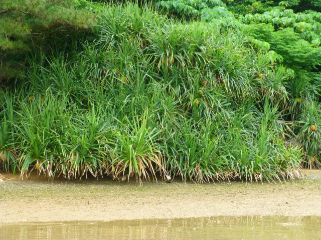 マングローブ後背地や隣接エリアの植物 なきじん海辺の自然学校