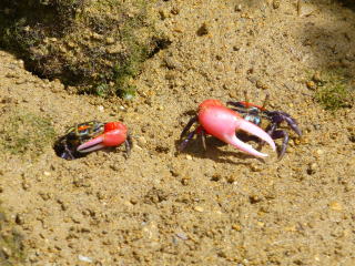 マングローブの甲殻類 シオマネキ テナガエビ カニ