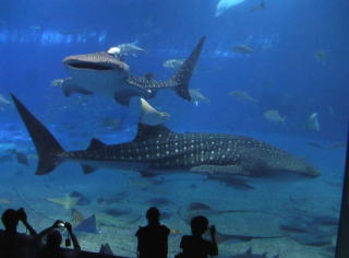 美ら海水族館