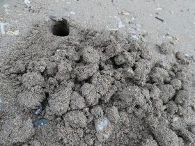 スナガニの巣穴