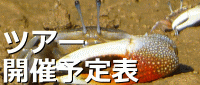 マングローブツアー