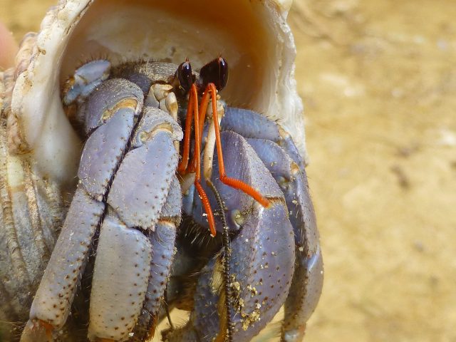 オカヤドカリのハサミは左が 17年11月13日