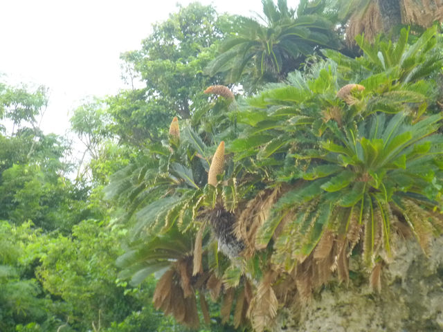 ソテツは裸子植物で雌雄異株 しゆういしゅ です