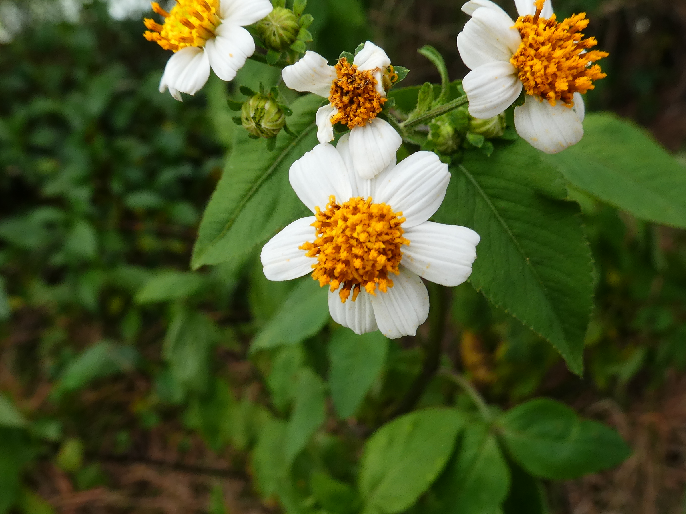 沖縄 花粉 症